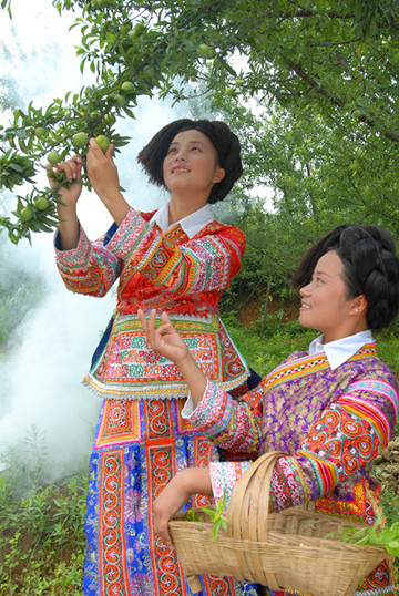 關(guān)嶺上關(guān)六月李