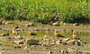 遵義海龍水庫首次發(fā)現(xiàn)黃鴨群