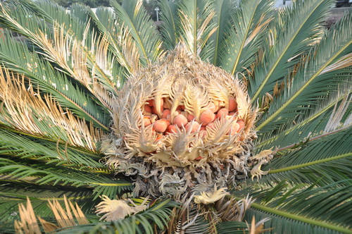 馬嶺峽谷園林鐵樹開(kāi)花結(jié)紅果