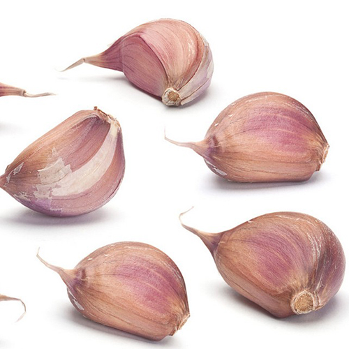 紫云宗地紫皮大蒜
