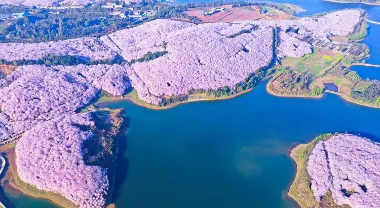 平壩農(nóng)場櫻花園