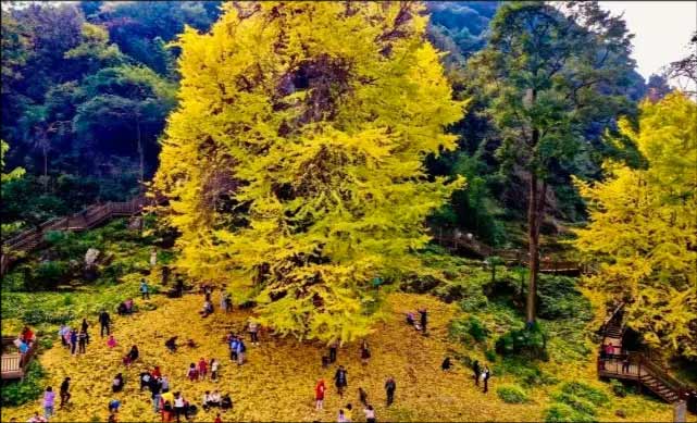 貴州長(zhǎng)順中華銀杏王