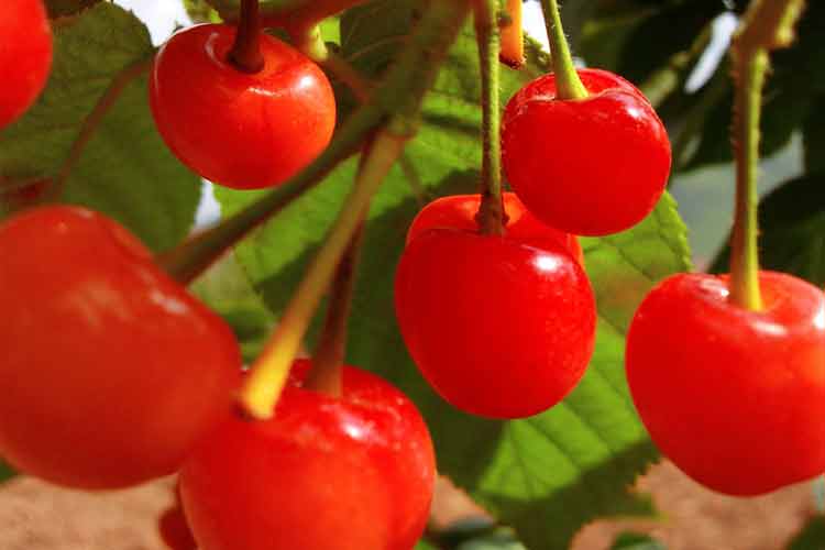 中國(guó)櫻桃之鄉(xiāng)赫章野馬川