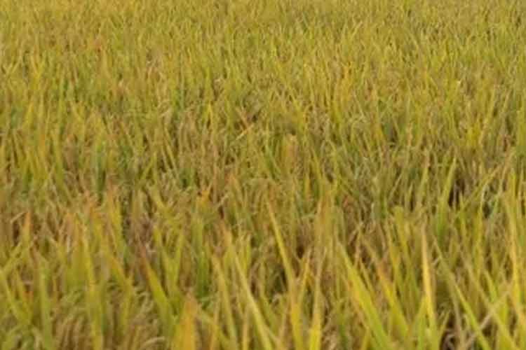 玉屏郭家灣貢米