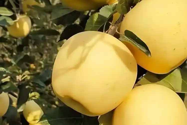 威寧維納斯黃金蘋果