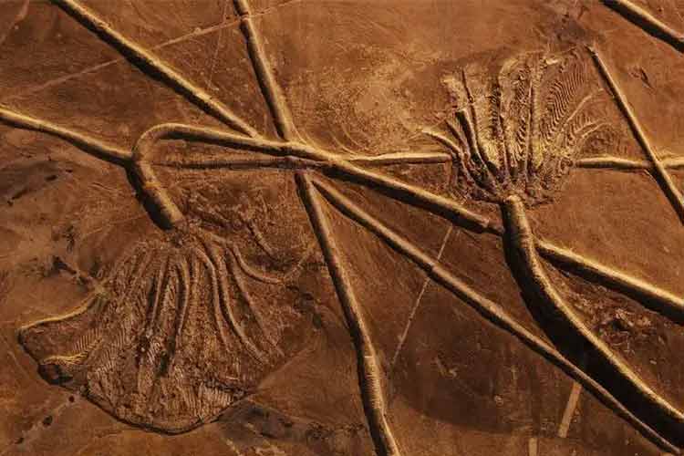 關嶺生物群化石是全球晚三疊世獨一無二的化石庫