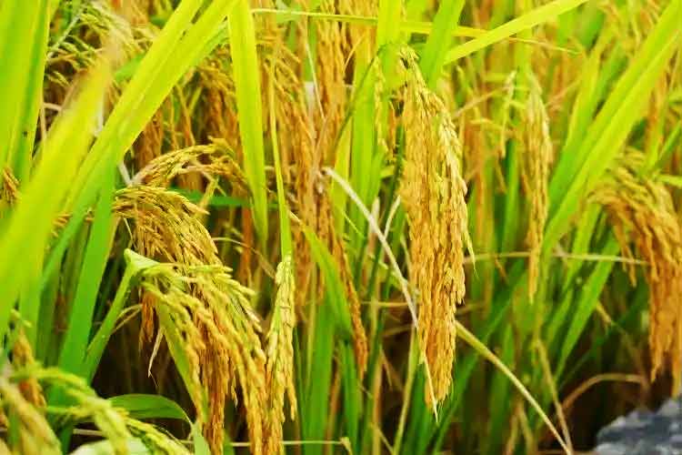 貴安新區(qū)高峰大米