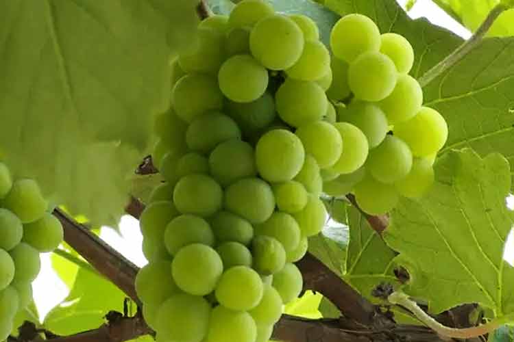 貴安新區(qū)高峰葡萄