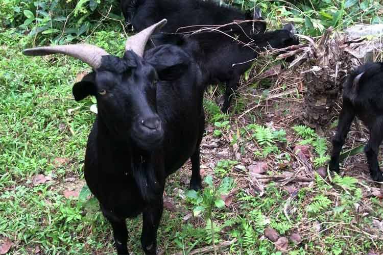 六盤水鐘山黑山羊