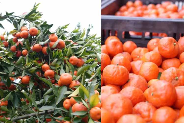 惠水金錢(qián)桔