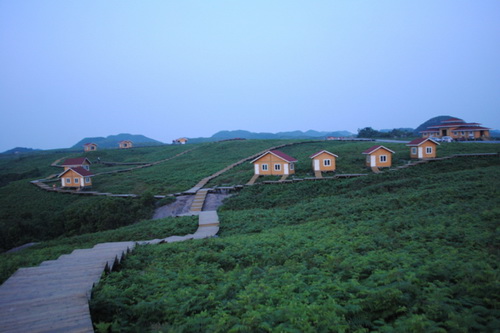 百里杜鵑大草原