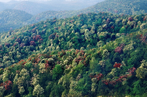 百里杜鵑景區(qū)