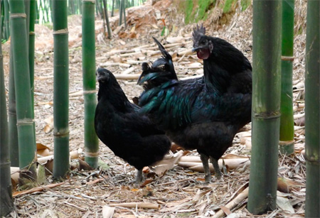 赤水竹鄉(xiāng)烏骨雞