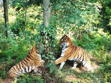 貴陽(yáng)森林野生動(dòng)物園