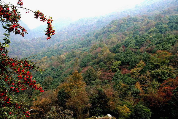 普定楓林火焰山原始植物保護(hù)區(qū)