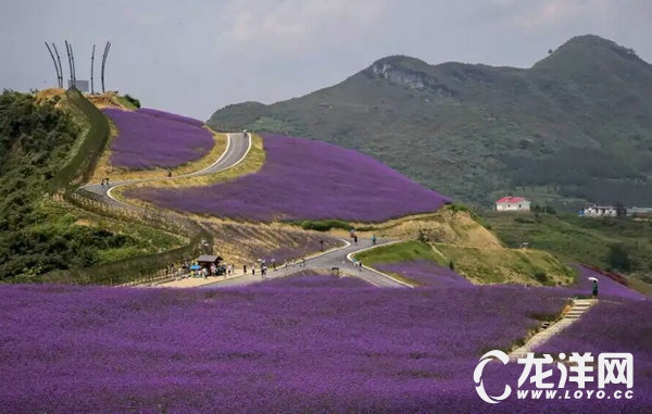 黔北花海-桐梓縣婁山關(guān)鎮(zhèn)杉坪花海