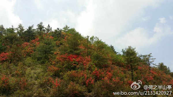 興義七舍十里杜鵑