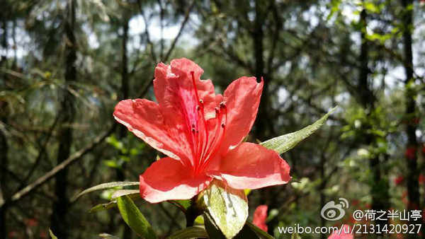 興義七舍十里杜鵑