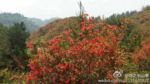 興義七舍十里杜鵑