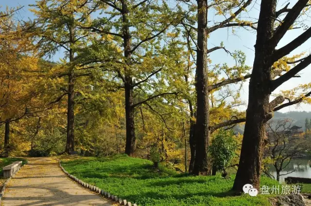 妥樂古銀杏景區(qū)