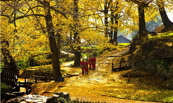 妥樂古銀杏景區(qū)
