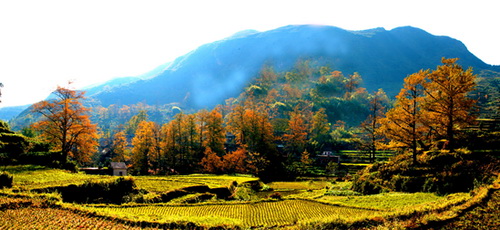 妥樂古銀杏景區(qū)
