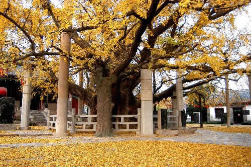 妥樂古銀杏景區(qū)