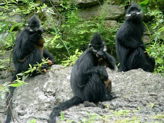 麻陽(yáng)河黑葉猴