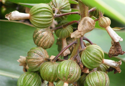 貞豐連環(huán)砂仁